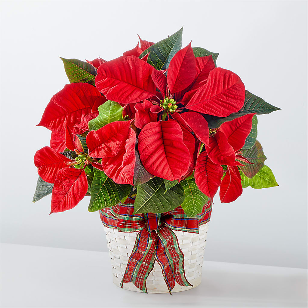Happiest Holidays Poinsettia – FLOWER'S SAGE, Doral FL