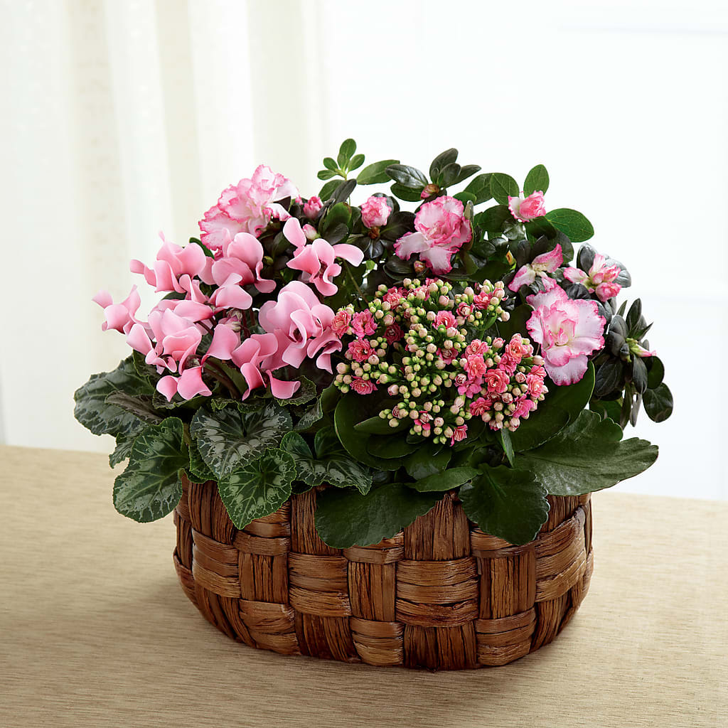 Pink Assortment – FLOWER'S SAGE, Doral FL