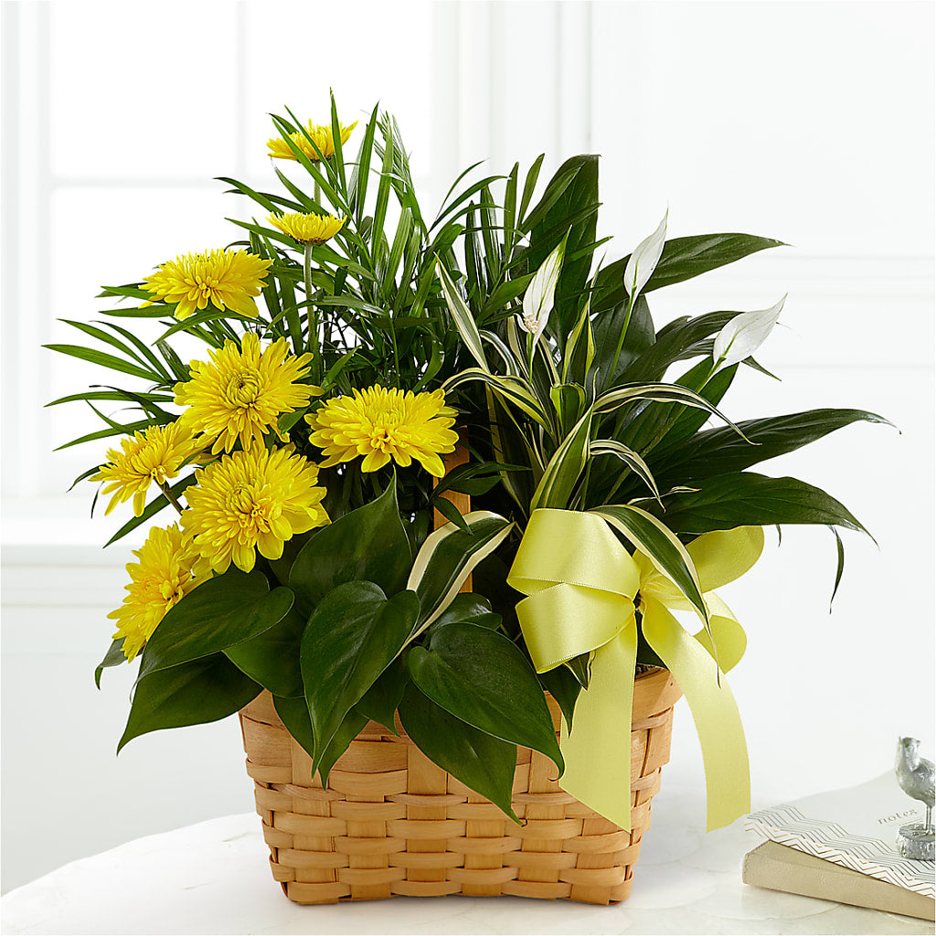 Loving Light Dishgarden – FLOWER'S SAGE, Doral FL