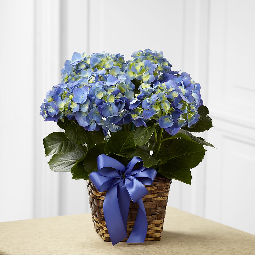 Blue Hydrangea Planter – FLOWER'S SAGE, Doral FL