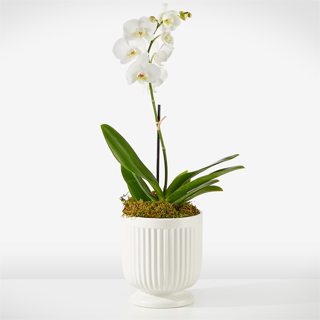 Whispering White Orchid – FLOWER'S SAGE, Doral FL
