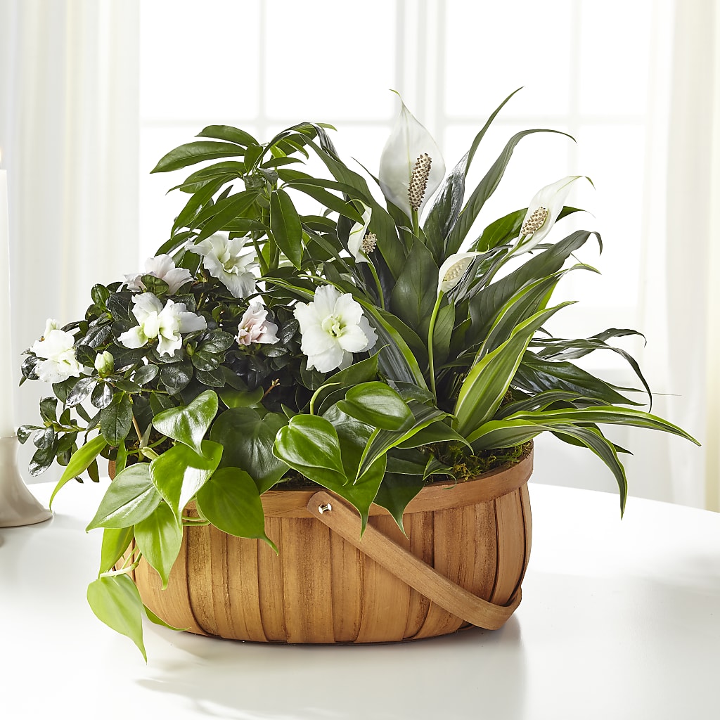 Serene Dishgarden – FLOWER'S SAGE, Doral FL