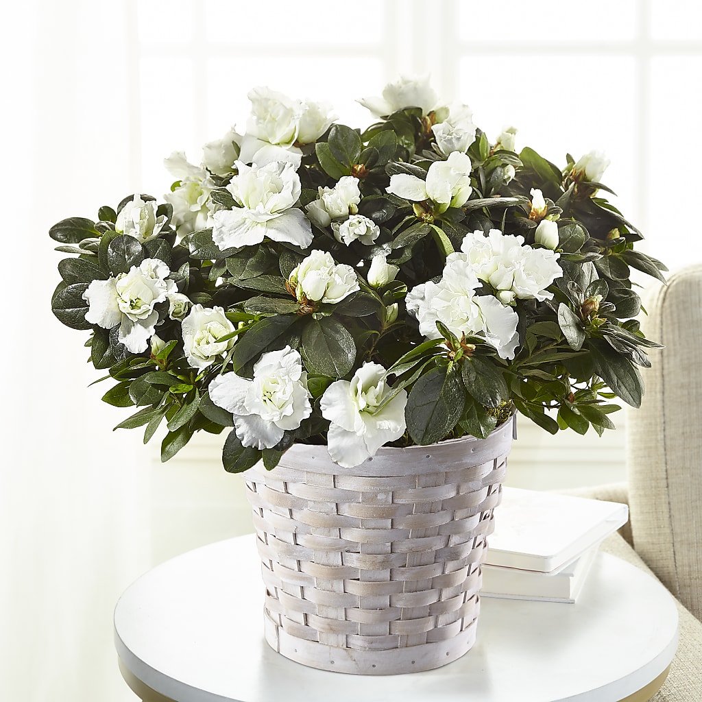 White Azalea Plant – FLOWER'S SAGE, Doral FL