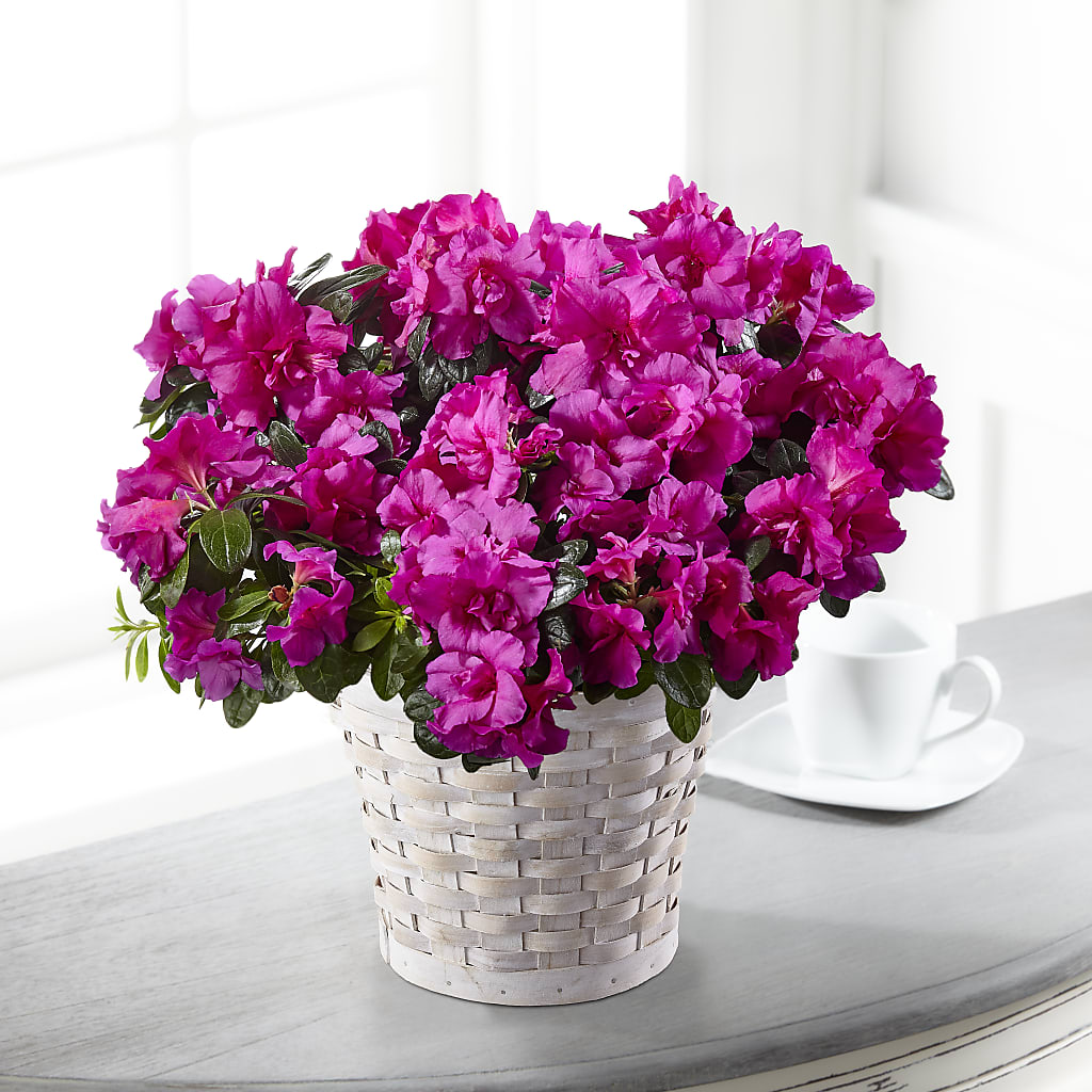 Hope & Serenity Azalea Plant – FLOWER'S SAGE, Doral FL