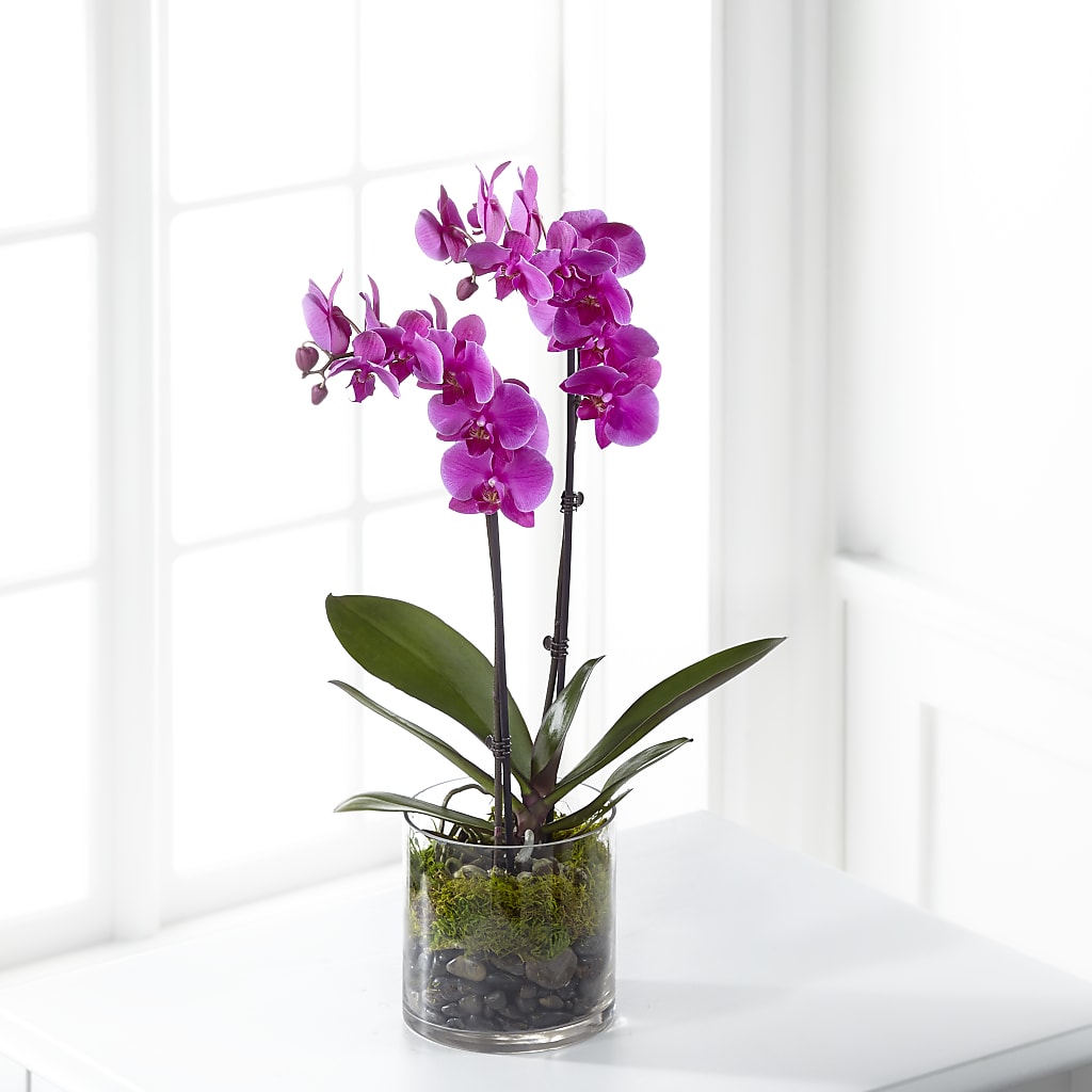 Pink Orchid Plant – FLOWER'S SAGE, Doral FL