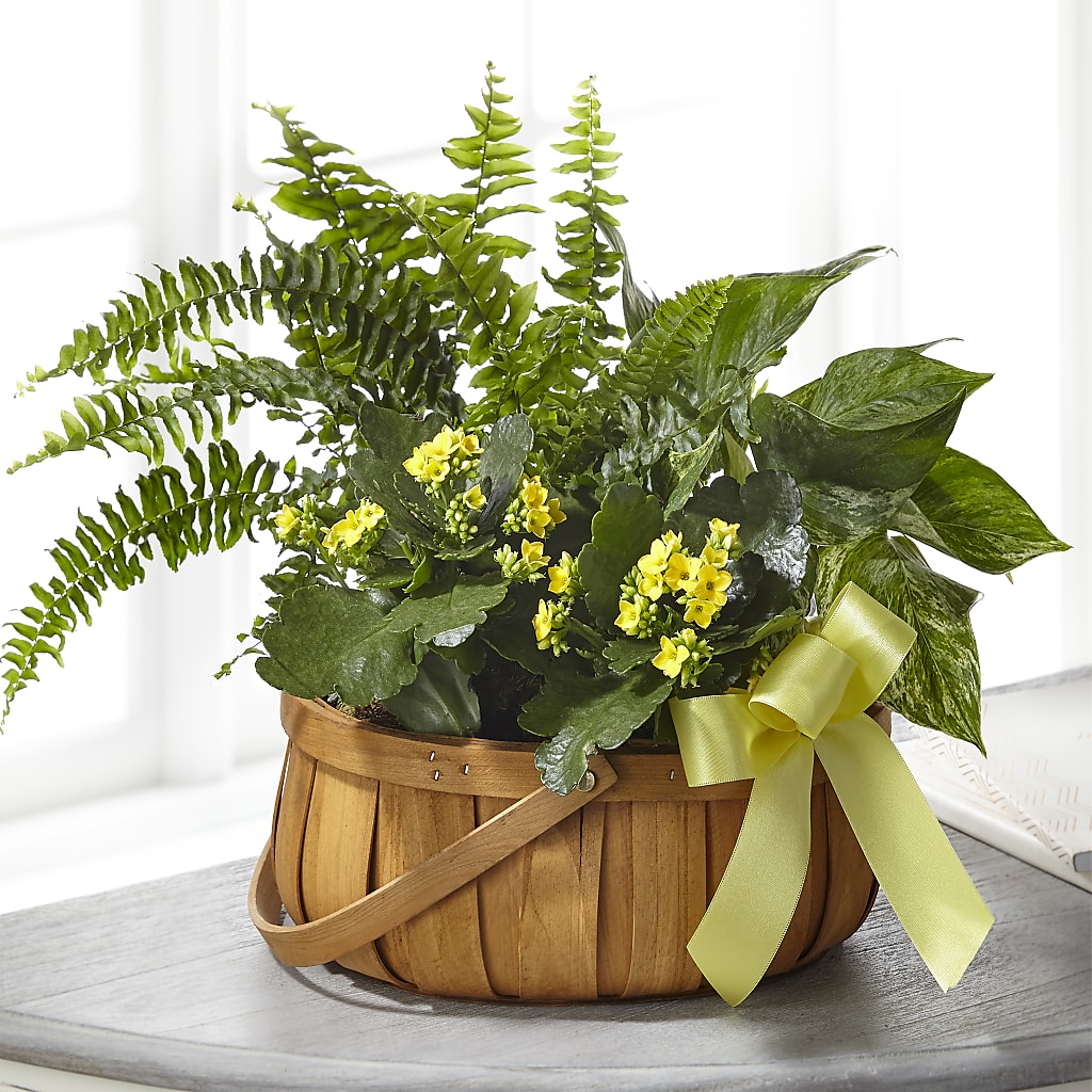 Always Dear Dishgarden – FLOWER'S SAGE, Doral FL