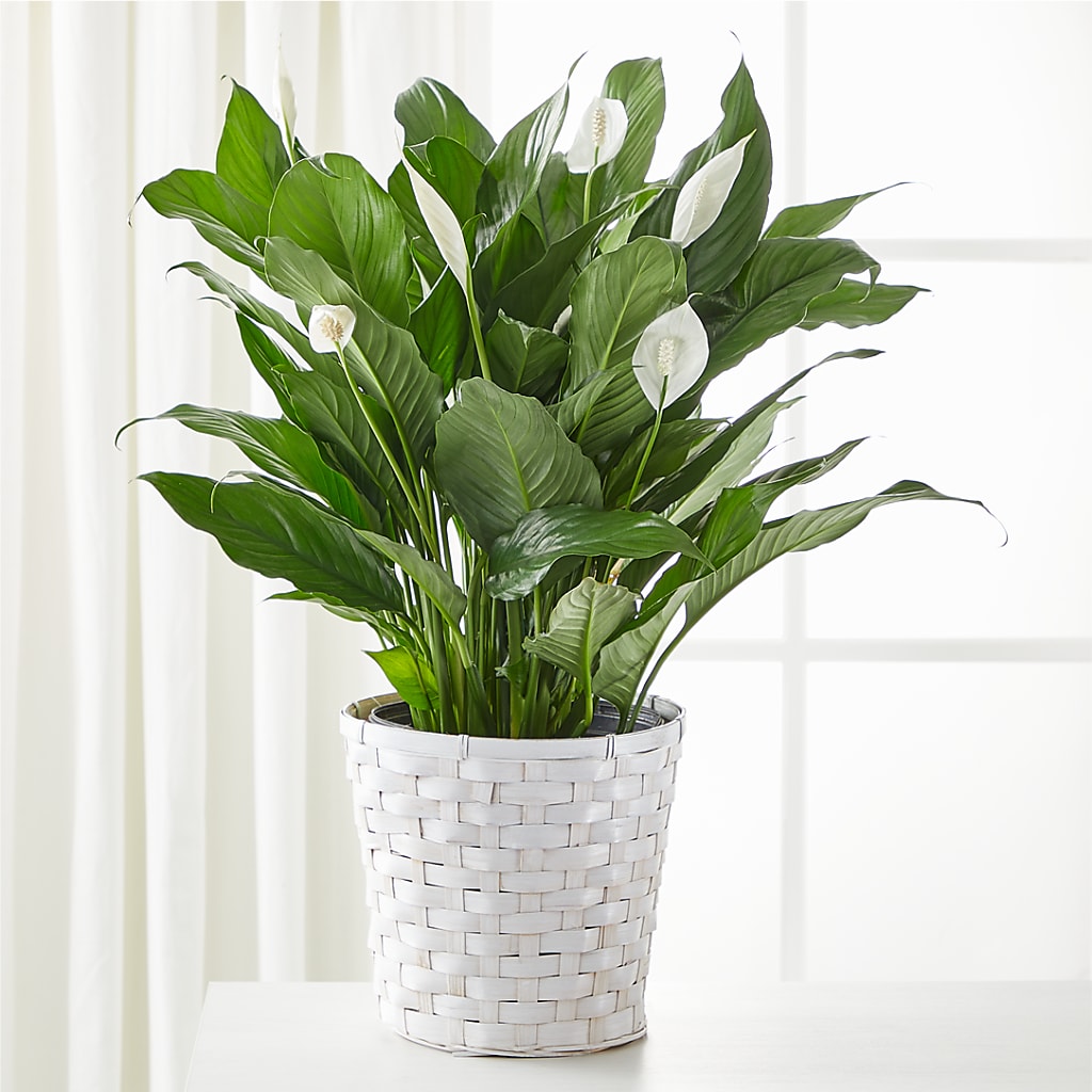 A New Leaf Peace Lily – FLOWER'S SAGE, Doral FL