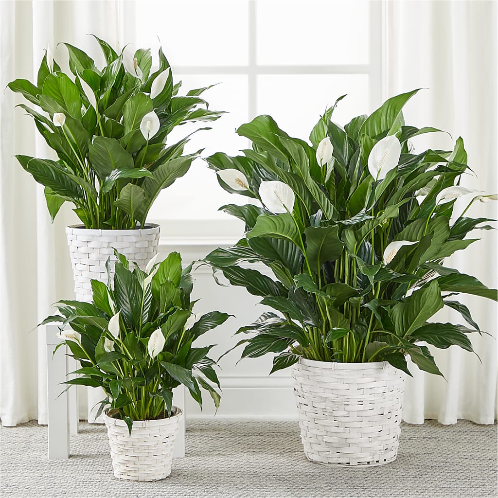 A New Leaf Peace Lily – FLOWER'S SAGE, Doral FL