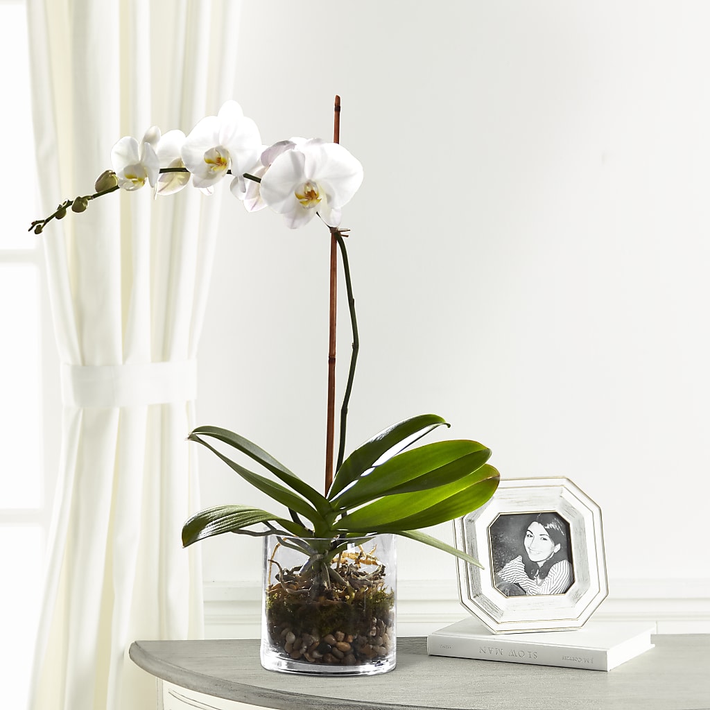 White Orchid Planter – FLOWER'S SAGE, Doral FL