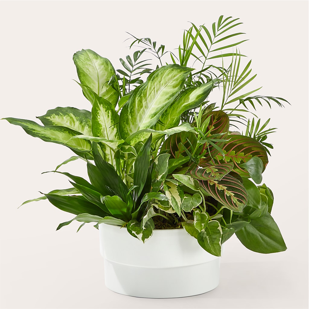 Radiating Positivity Dishgarden – FLOWER'S SAGE, Doral FL