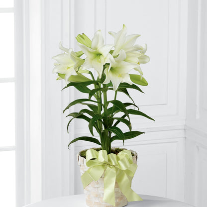 Easter Lily Plant – FLOWER'S SAGE, Doral FL