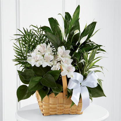 Peace & Serenity Dishgarden – FLOWER'S SAGE, Doral FL