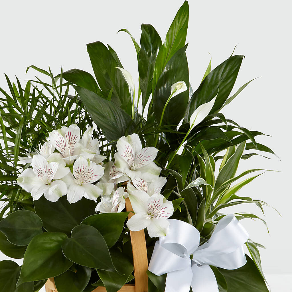 Peace & Serenity Dishgarden – FLOWER'S SAGE, Doral FL