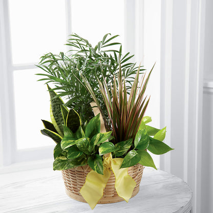 French Garden – FLOWER'S SAGE, Doral FL