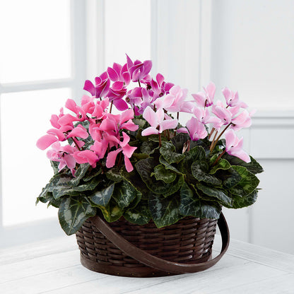 Mixed Cyclamen Planter – FLOWER'S SAGE, Doral FL