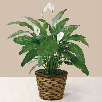 Tranquil Moments Peace Lily Plant – FLOWER'S SAGE, Doral FL