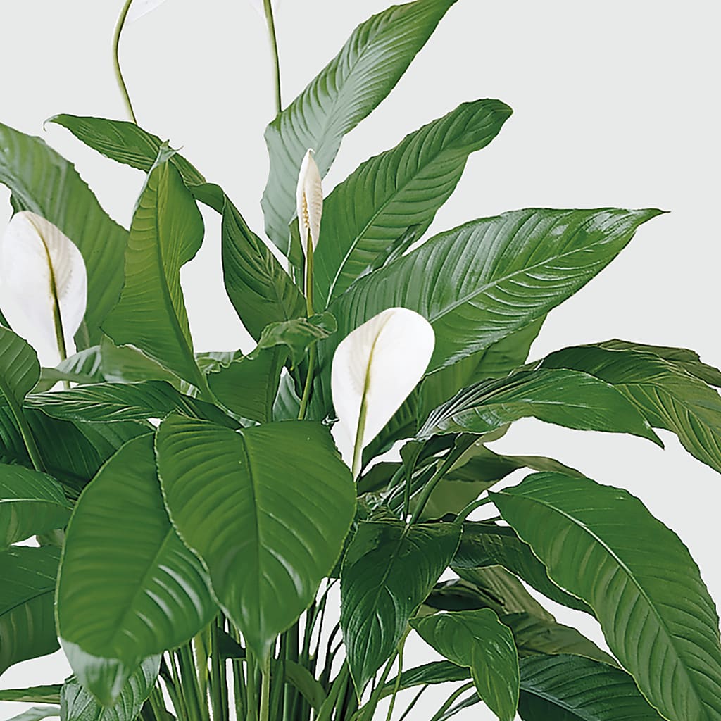 Tranquil Moments Peace Lily Plant – FLOWER'S SAGE, Doral FL