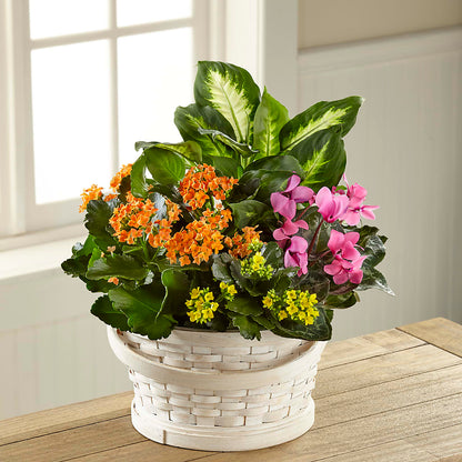 Color Crush Dishgarden – FLOWER'S SAGE, Doral FL
