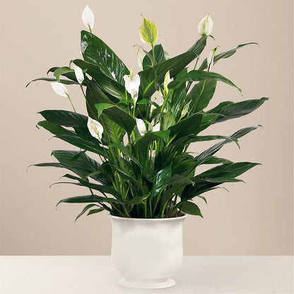 Comfort Planter – FLOWER'S SAGE, Doral FL