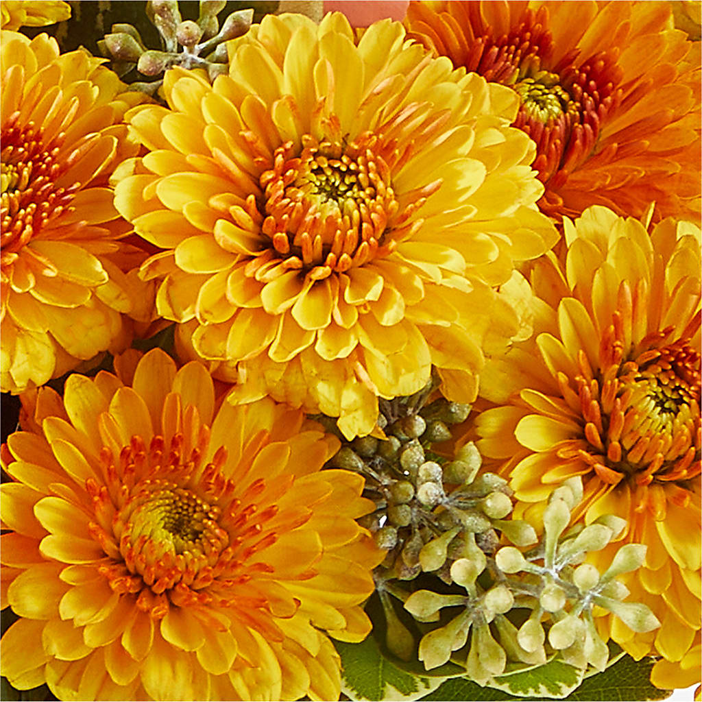 Peachy Pumpkin – FLOWER'S SAGE, Doral FL