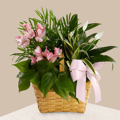 Living Spirit Dishgarden – FLOWER'S SAGE, Doral FL