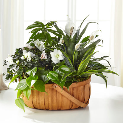 Serene Dishgarden – FLOWER'S SAGE, Doral FL