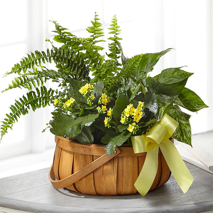Always Dear Dishgarden – FLOWER'S SAGE, Doral FL