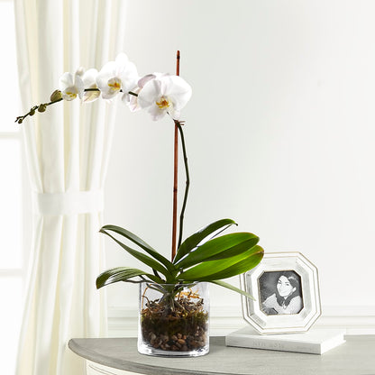 White Orchid Planter – FLOWER'S SAGE, Doral FL