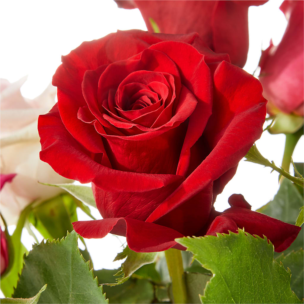 Love Notes Rose Bouquet – FLOWER'S SAGE, Doral FL